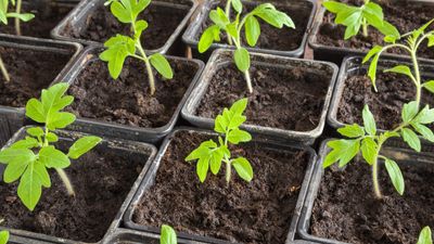 Why are my tomato seedlings turning yellow? The common culprits revealed, and how to remedy them