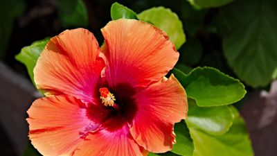 How to propagate hibiscus shrubs – expert advice for taking plant cuttings