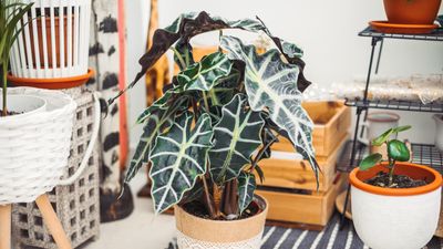 How to propagate an alocasia – discover 3 methods for new, healthy plants