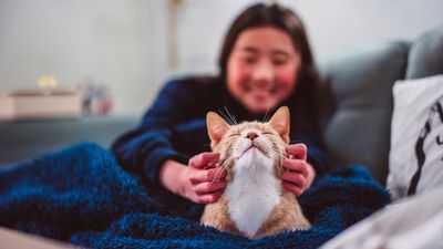 32 activities to do with your cat