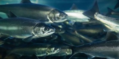 Indigenous data sovereignty can help save British Columbia’s wild salmon