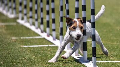 The 2024 Incredible Dog Challenge stars talented pups with amazing athleticism