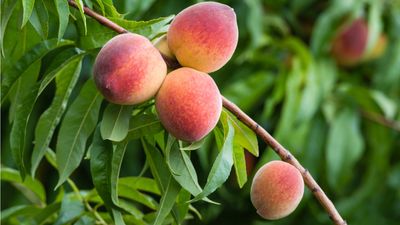 How to grow and care for peach trees – 3 expert tips for an abundant harvest of juicy fruit and beautiful blossoms
