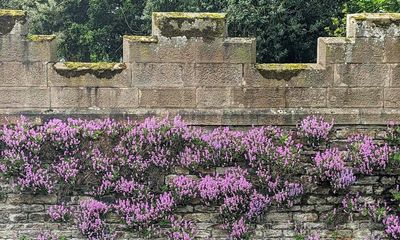 Country diary: The prettiest of castle flowers – but how did it get here?