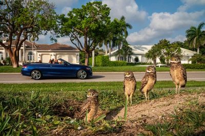 Crabs, cockatoos and ringtail possums: the wild things thriving in our cities