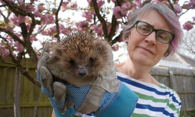 A new start after 60: I was worried about empty-nest syndrome – so I began rescuing injured hedgehogs