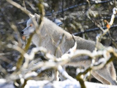 Woman fighting for life after attack by wolves during morning jog at French zoo