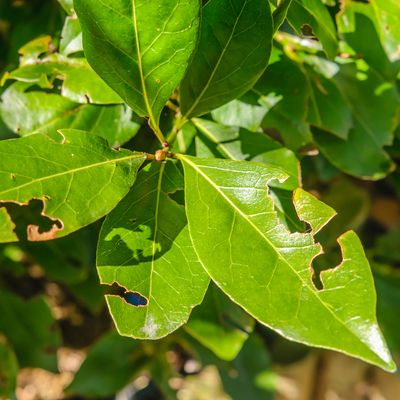 How to get rid of vine weevils – 5 natural ways to protect your plants from these irritating pests