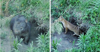 Unlikely housemates: wombat shares burrow with fox and cub