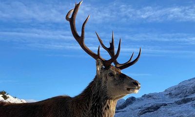 Famous Highlands stag fed by tourists put down over health concerns