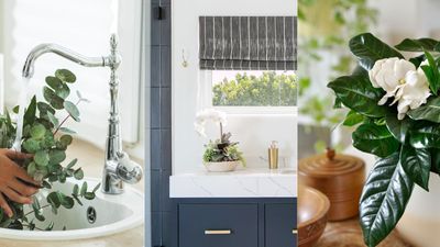 7 plants to make a bathroom smell nice – for a relaxing mood
