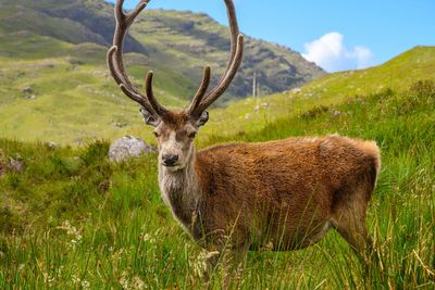 Celebrity stag put down after tourists feed it croissants and Rice Krispies