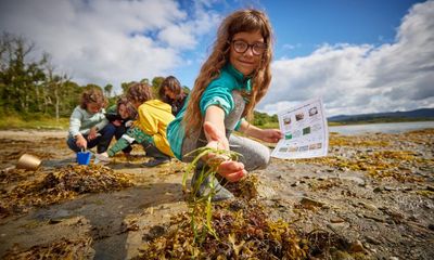 From planting seagrass to spotting seals: how to help look after the UK’s coastline