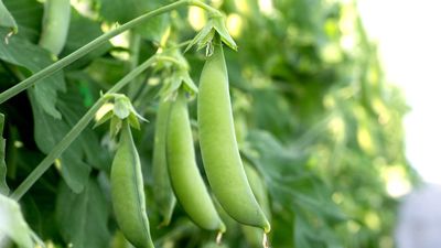 How and when to harvest snap peas for young, tender, and sweet pods