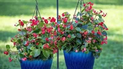 How to grow begonias in pots – 5 expert tips to keep these flowering plants happy in containers