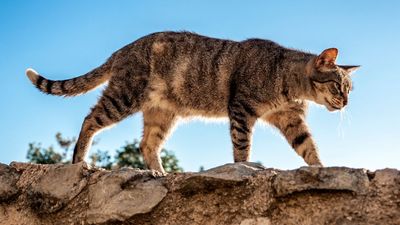 How far do cats roam? A behaviorist reveals what they really get up to