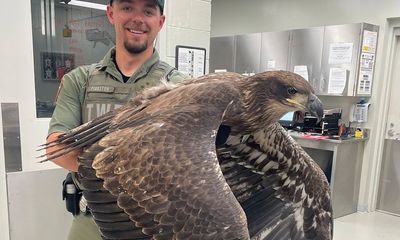 Rescued bald eagle is huge, but why isn’t its head white?