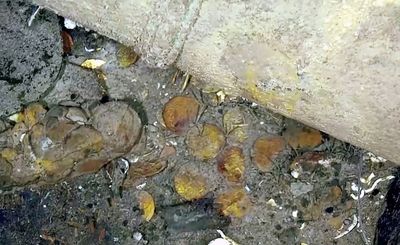 Treasure hunters say they recovered hundreds of silver coins from 1715 shipwreck off Florida