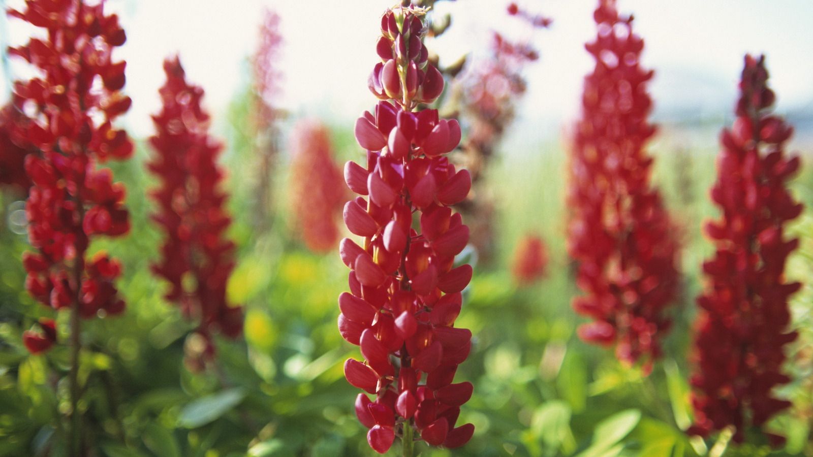 How to harvest lupine seeds for sowing or eating