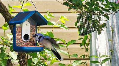 I’m obsessed with bird-watching and the Bird Buddy smart bird feeder is my new, favorite gadget