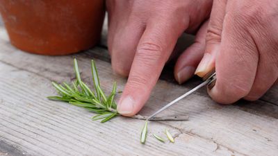 How to propagate rosemary from cuttings in 5 simple steps