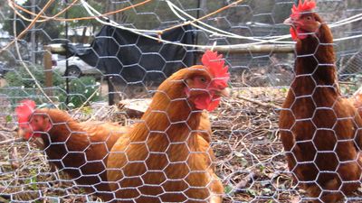 Bird flu detected at eighth Victorian farm