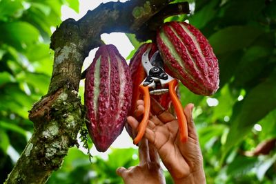 Hot Cocoa Prices Bring Sweet Profits, Danger To Ecuador Producers