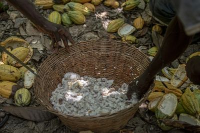 Ghana's Cocoa Farmers Turn To Smuggling As Currency Falls