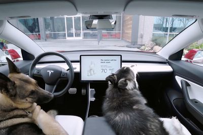 Tesla Owner: New Dog Mode Update Has 'Issues', Hopes It Will Be Fixed Soon 'Or Dogs Could Easily Die'