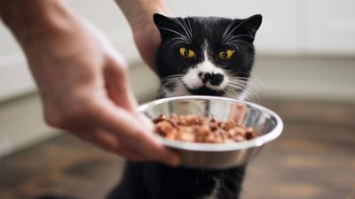 How long can cats go without food? When to be concerned if your cat stops eating