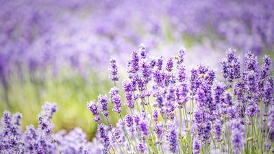 How to prune lavender – top tips to maximize flowering for young and mature plants