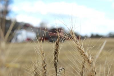 Norway Stockpiles Grain For Crisis Preparedness