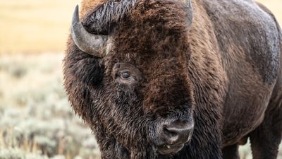 Parents risk kids' lives for photos with angry bison at Yellowstone National Park