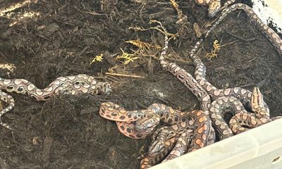 ‘Male’ Brazilian rainbow boa produces 14 baby snakes in ‘miracle birth’