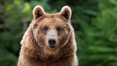 Wildlife photographer says slowing down to photograph grizzly bear has cost him $20,000