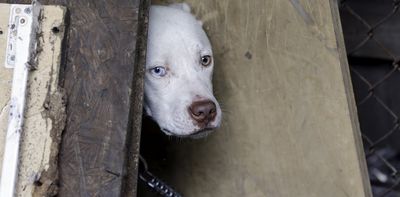 When people are under economic stress, their pets suffer too – we found parts of Detroit that are animal welfare deserts