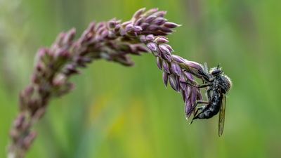 Sleeping cuckoos, and breakfasting flies win in the Royal Entomological Society Insect Week photography competition