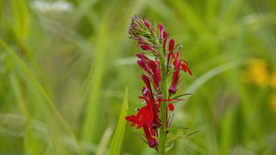 How to grow cardinal flowers – for a native perennial with striking crimson blooms