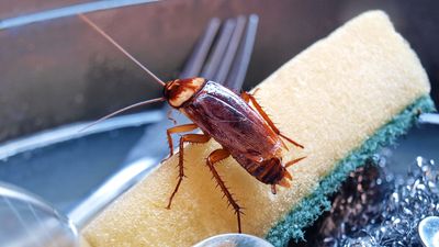 How to get rid of roaches quickly and safely