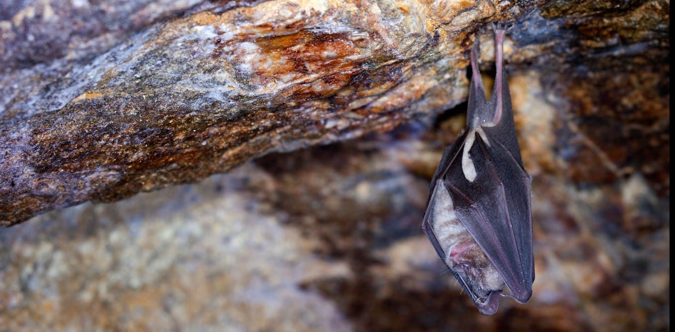 Maths makes finding bat roosts much easier, our…