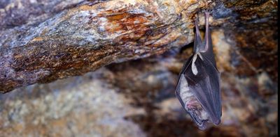 Maths makes finding bat roosts much easier, our research shows