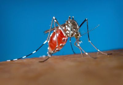 Health officials tell US doctors to be alert for dengue as cases ramp up worldwide