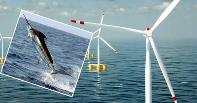 Game fishers say offshore wind turbines will wipe out Marlin fishing ground