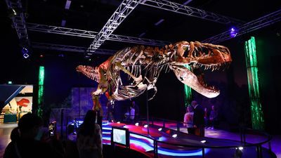 Tyrannosaur Victoria adds real bite to Melbourne museum
