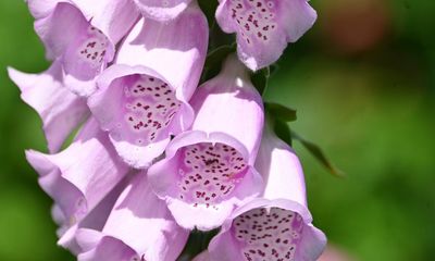 Country diary: My accidental, flowering tower block