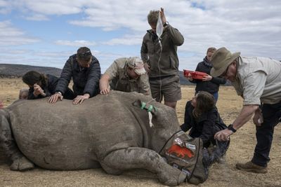 First Radioactive Rhino Horns To Curb Poaching In S.Africa