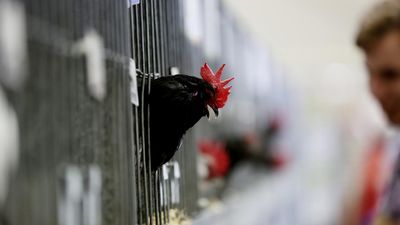 Potential Canberra bird flu case linked to NSW outbreak