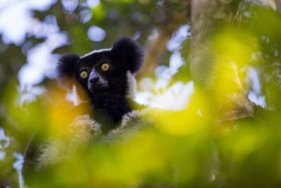 Madagascan lemur ‘honks’ are music to our ears