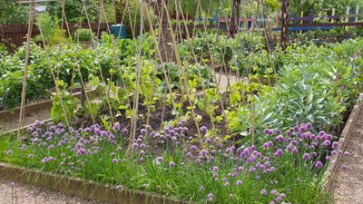 6 companion planting mistakes to avoid – plus the veg crops you shouldn't pair together