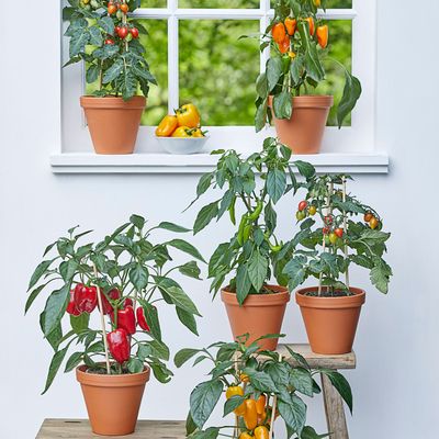 How to grow peppers from seed to sweeten up your kitchen garden